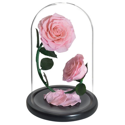 Regalo de San Valentín con rosa de flor preservada doble